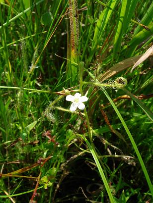 Drosera indica L.